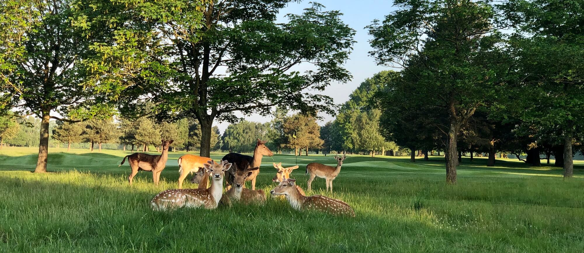 Belton Park Golf Club